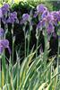 Iris pallida Varie