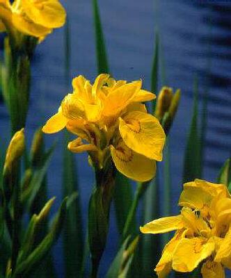 Iris pseudacorus Flore Pleno1