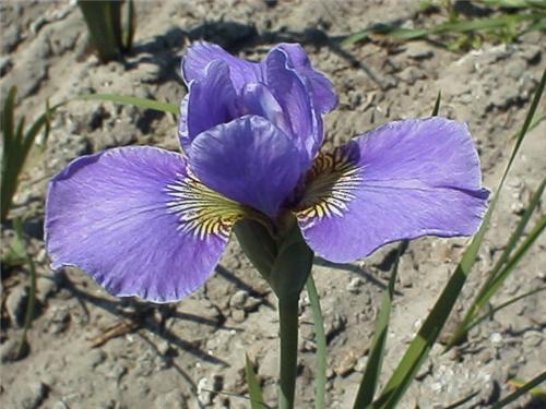 Iris siberica 'Sil