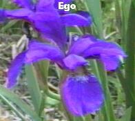 Iris sibirica 'Ego