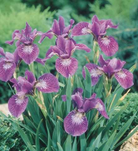 Iris sibirica Baby