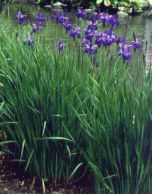 Iris sibirica Perr