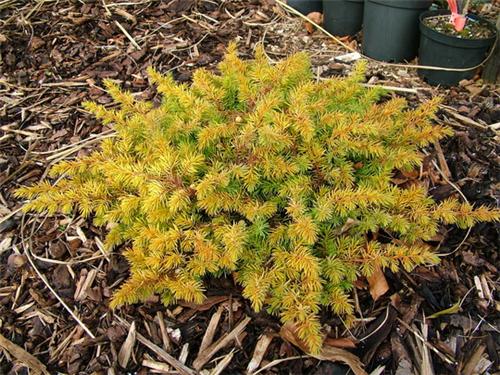 Juniperus conferta -All Gold-