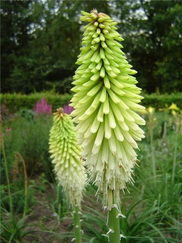 Kniphofia Ice Quee
