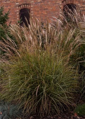 Miscanthus sinensis Cute One