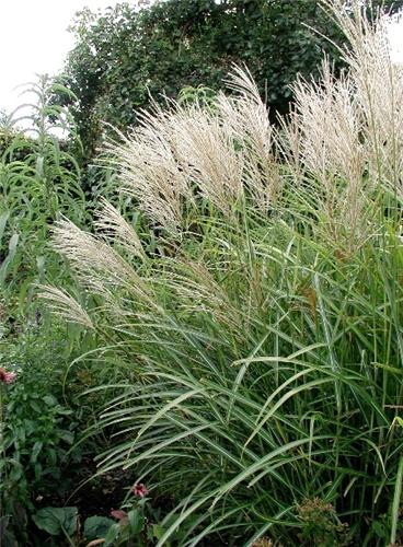 Miscanthus sinensis Nishidake