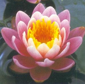 Nymphaea 'Firecres