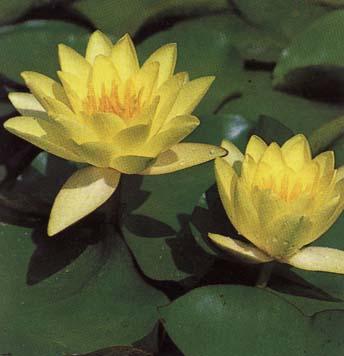 Nymphaea 'Moorei'