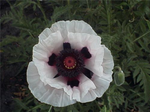 Papaver Perry's Wh