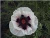 Papaver Perry's Wh