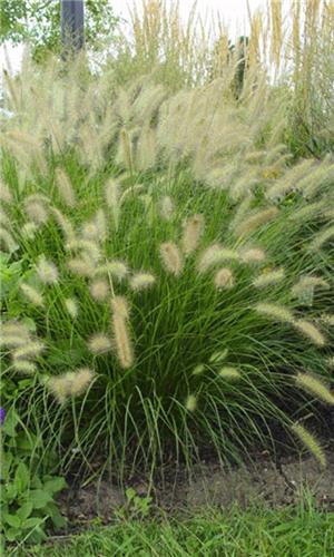 Pennisetum alopecuroides (S)