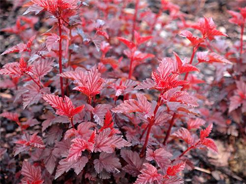 Physocarpus opulifolius -Lady in Red-