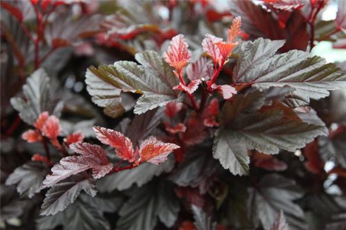 Physocarpus opulifolius little angel