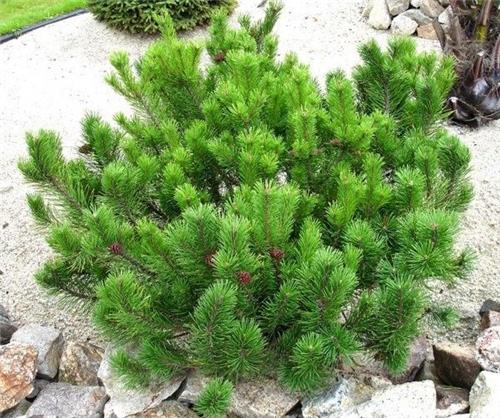 Pinus mugo mughus