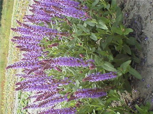 Salvia Blauhugel1
