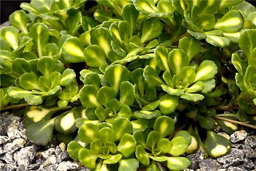 Saxifraga cuneifolia -Variegata-