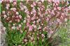 Saxifraga umbrosa -Clarence Elliott-