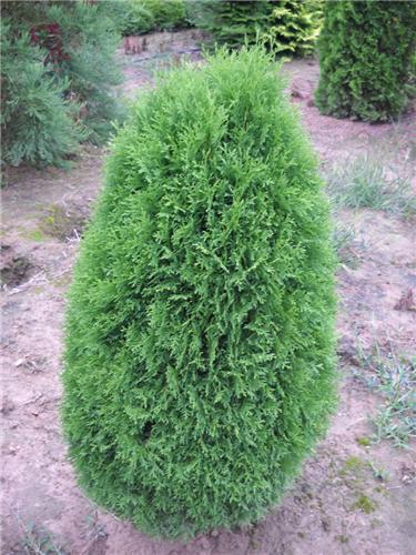 Thuja occ. -Green Egg-