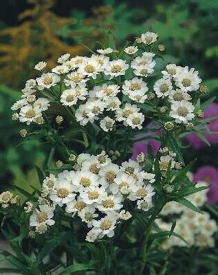 achillea decolorans