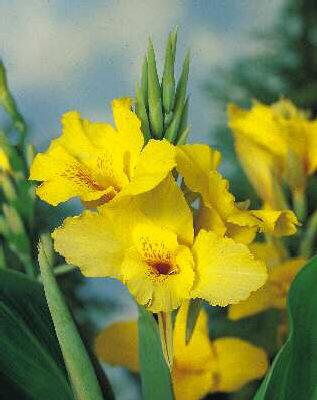 canna indica-hybrid richard wallace