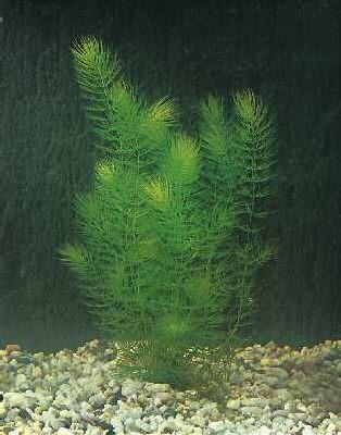 ceratophyllum demersum