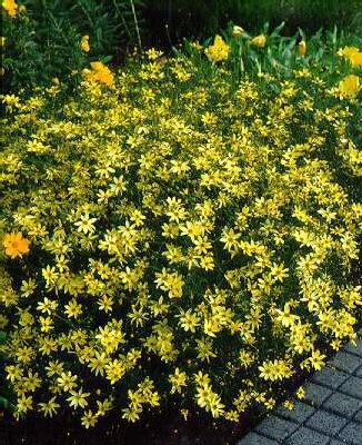 coreopsis vertical