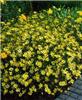 coreopsis vertical