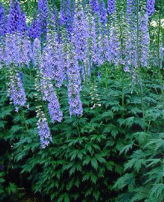 delphinium berghimmel