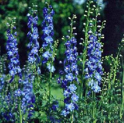 delphinium jubelruf