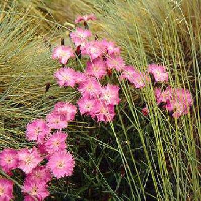 dianthus gratianopolitanus asnelliken