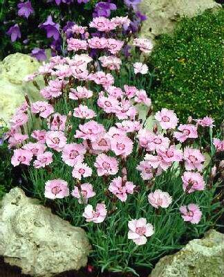 dianthus plumarius