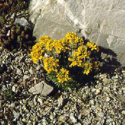 draba azoides