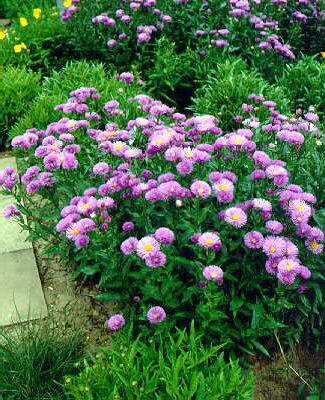 erigeron strahlenmeer