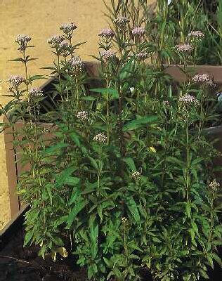 eupatorium cannabi