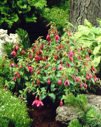 fuchsia tom thumb