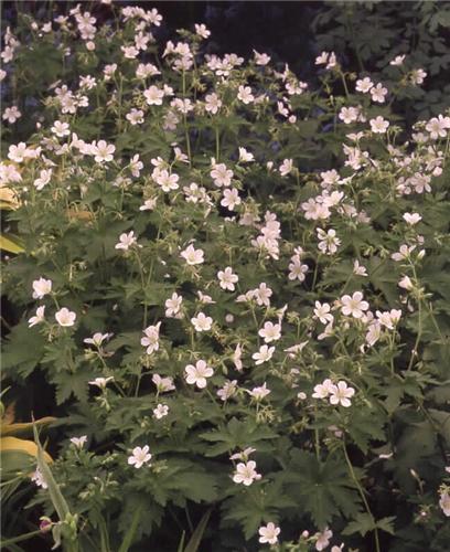 geranium sylvaticu