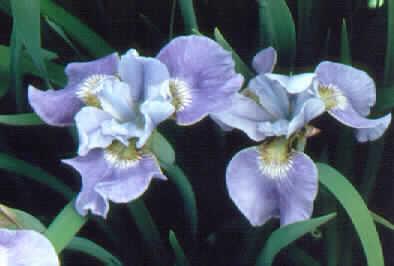 iris sibirica blue