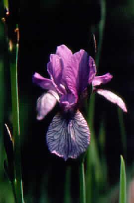 iris sibirica flig