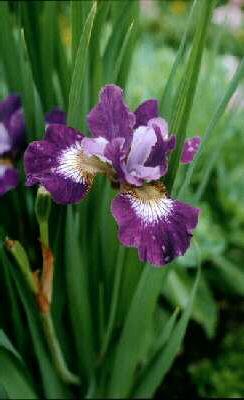 iris sibirica jewe