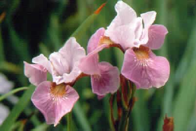 iris sibirica lave