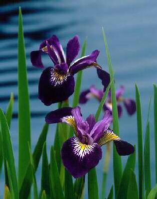 iris versicolor ke