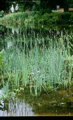 juncus articulatus