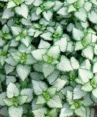 lamium maculatum b