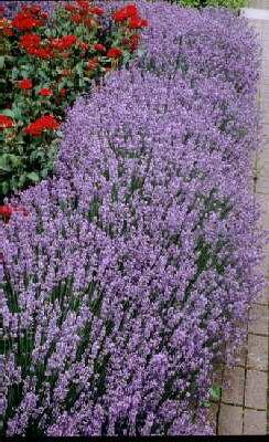 lavandula angustif