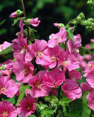 lavatera bredon sp