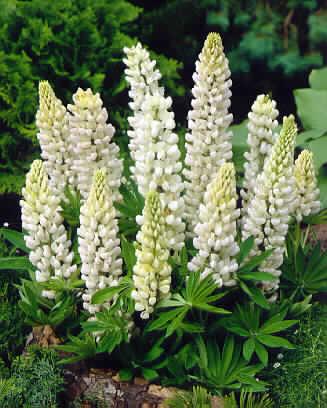 lupinus gallery wh