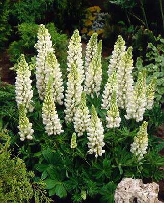 lupinus noblemaide