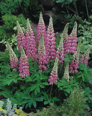 lupinus the chatel
