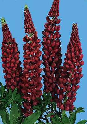lupinus the pages 