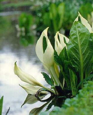 lysichiton camtsch